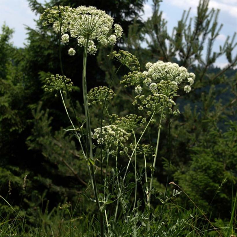 Laserpitium siler - Laserpizio sermontano (Fioritura)
