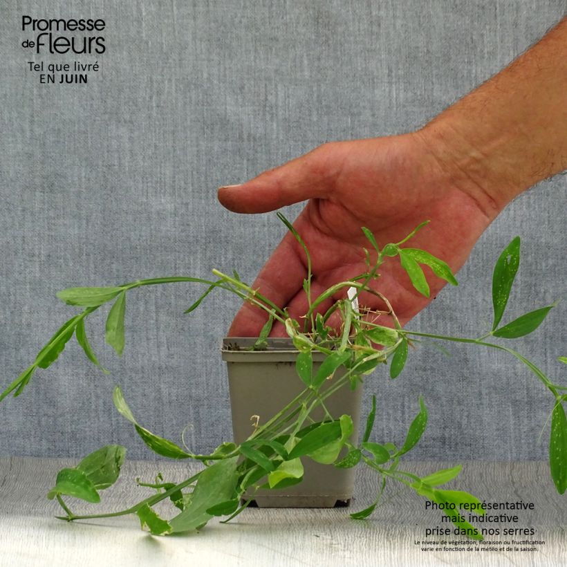Esemplare di Lathyrus latifolius Pink Pearl Vasetto da 8/9 cm consegnato in estate