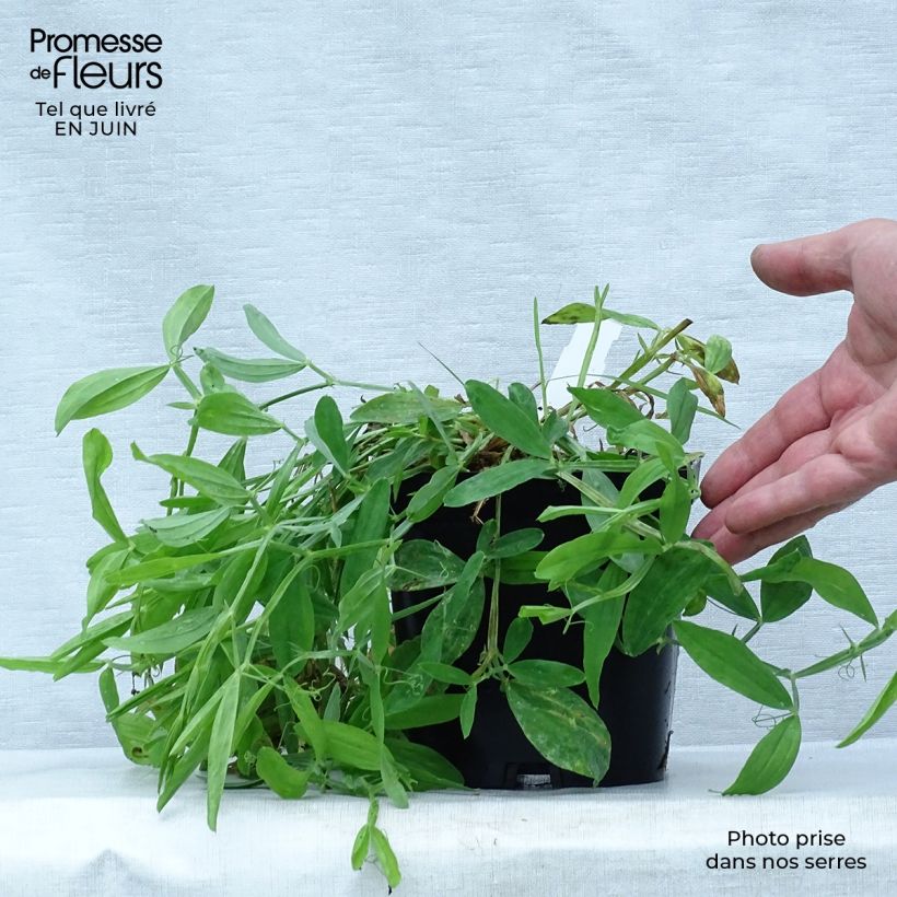 Esemplare di Lathyrus latifolius Pink Pearl Vaso da 2L/3L consegnato in estate
