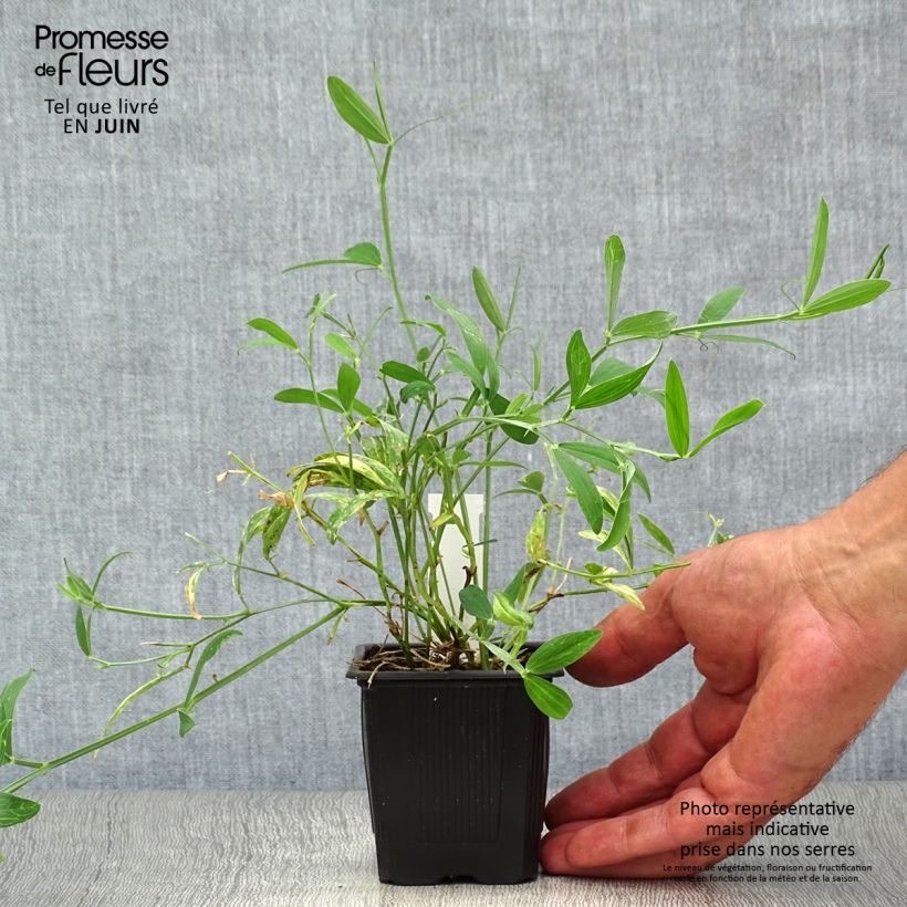 Esemplare di Lathyrus latifolius White Pearl Vasetto da 8/9 cm consegnato in estate