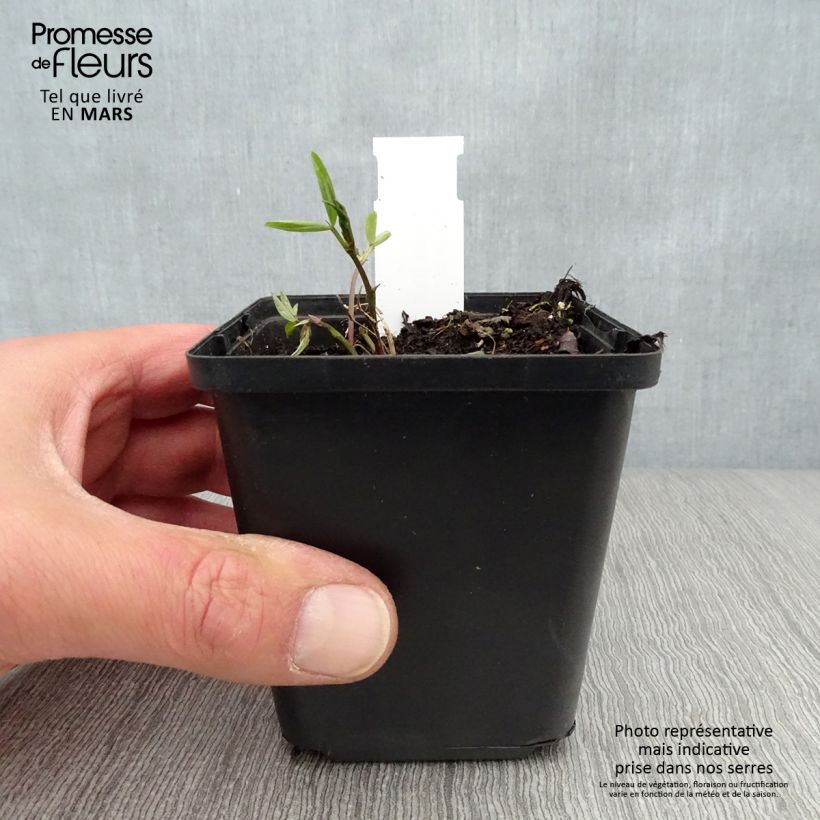Lathyrus niger - Cicerchia nera Vasetto da 8/9 cm esemplare consegnato in primavera