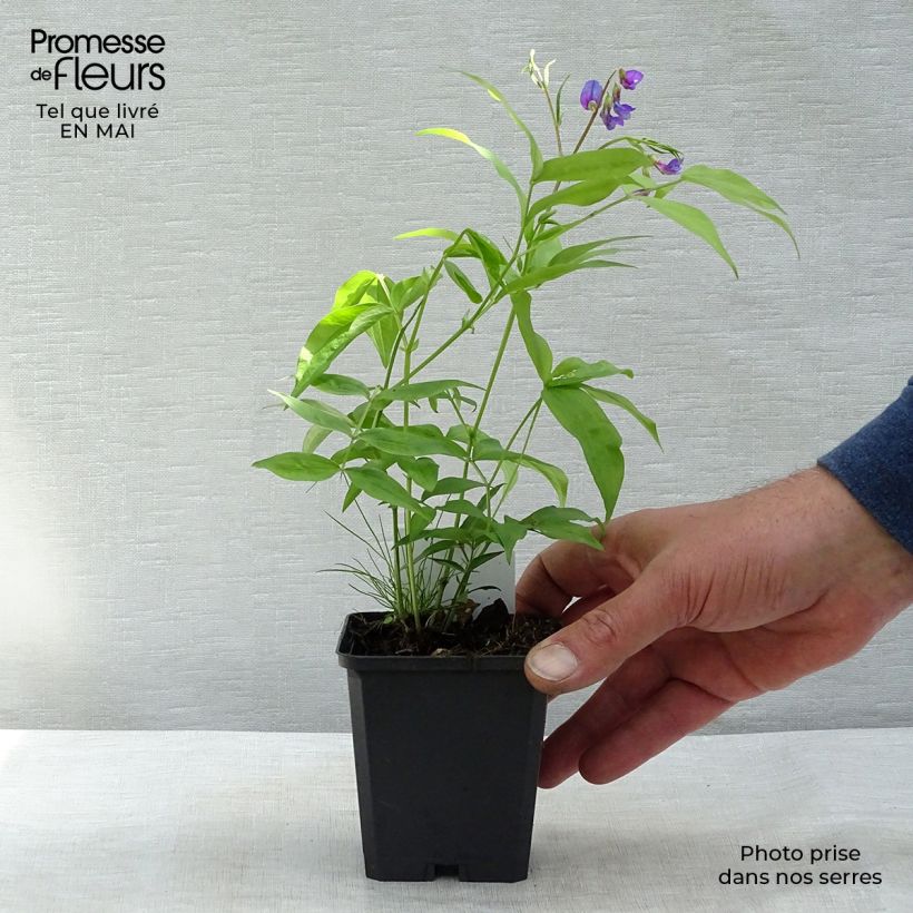 Lathyrus vernus - Cicerchia primaticcia Vasetto da 8/9 cm esemplare consegnato in primavera