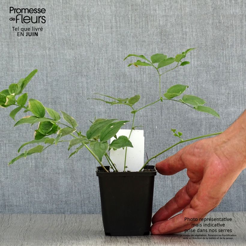Esemplare di Lathyrus vernus - Cicerchia primaticcia Vasetto da 8/9 cm consegnato in estate