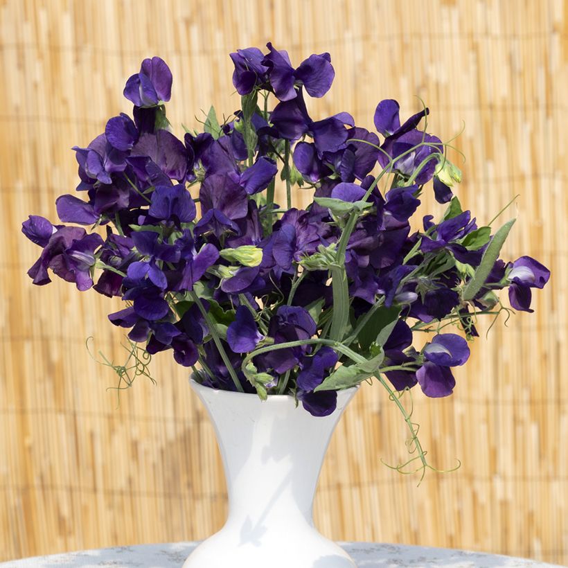Pisello odoroso King Size Navy Blue (Fioritura)
