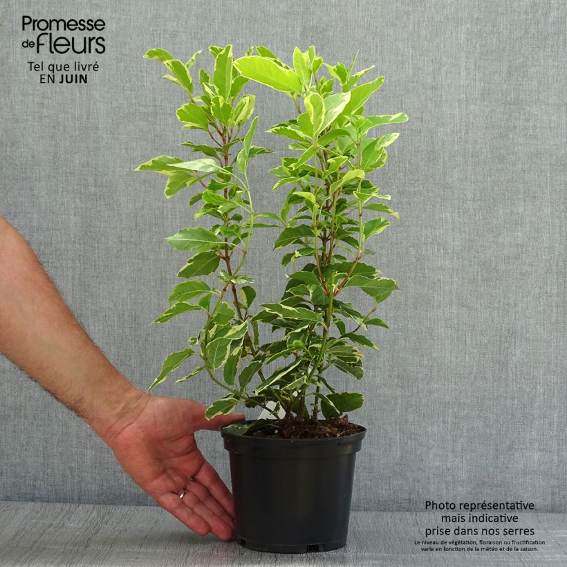 Esemplare di Viburnum tinus Variegatum Vaso da 2L/3L consegnato in estate