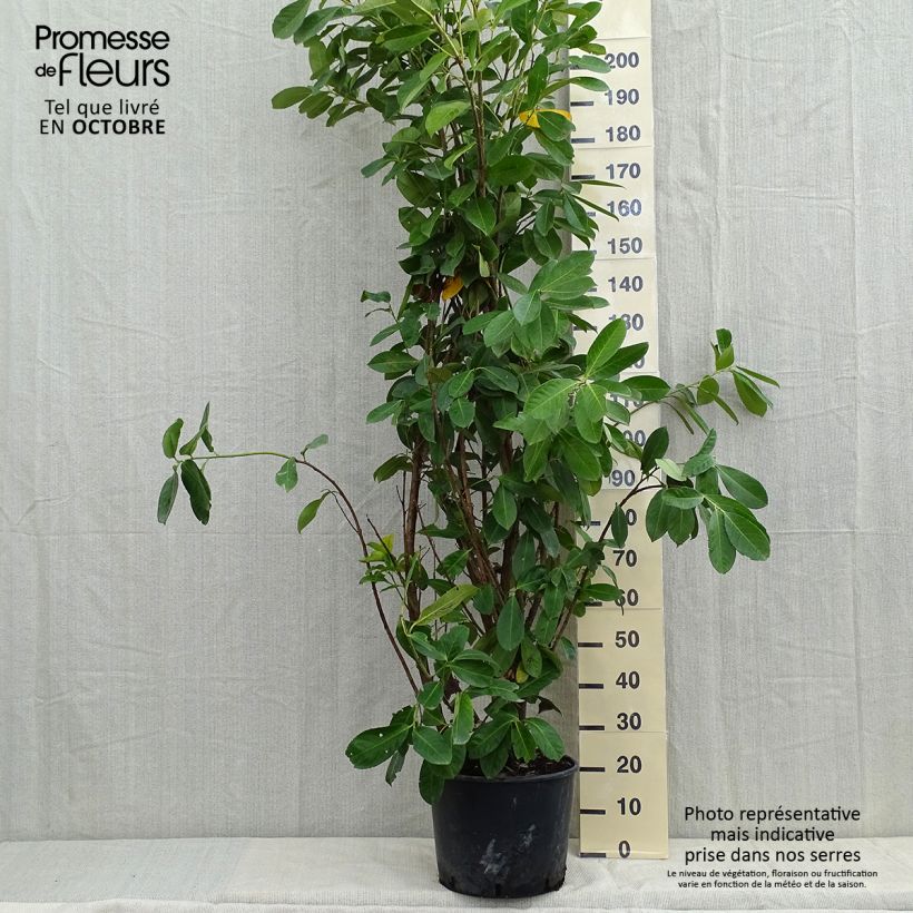 Esemplare di Lauroceraso Rotundifolia Vaso da 12L/15L come consegnato in autunno