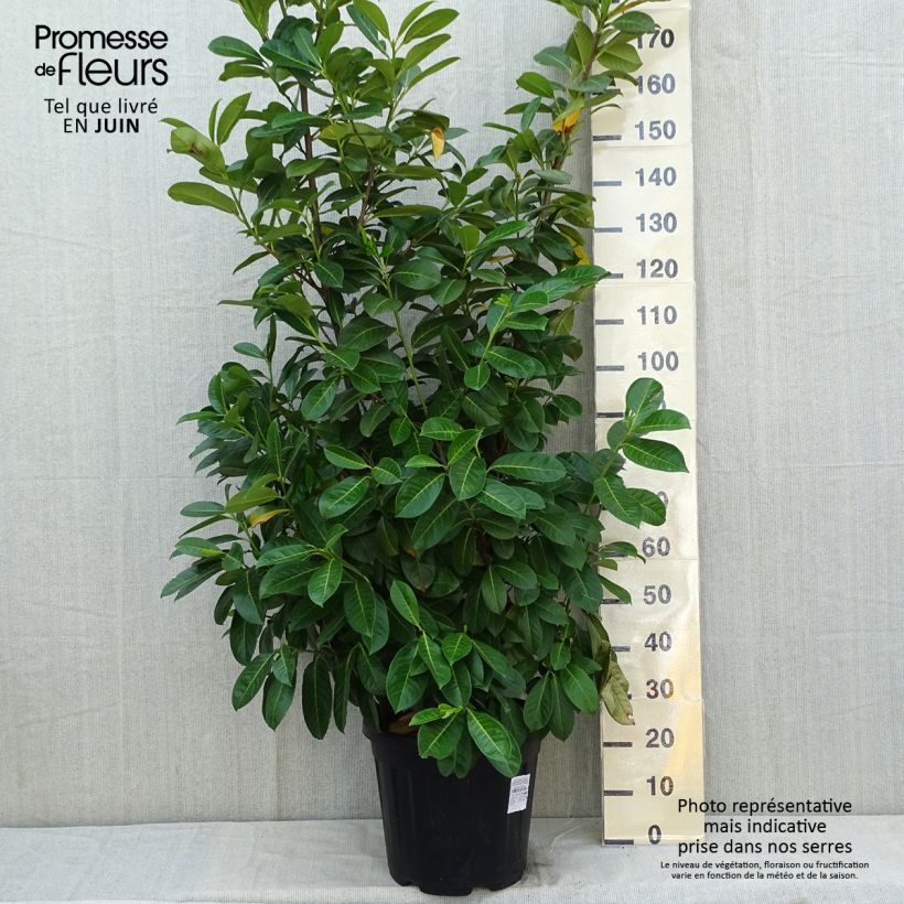 Lauroceraso Rotundifolia Vaso da 18L/20L esemplare consegnato in primavera