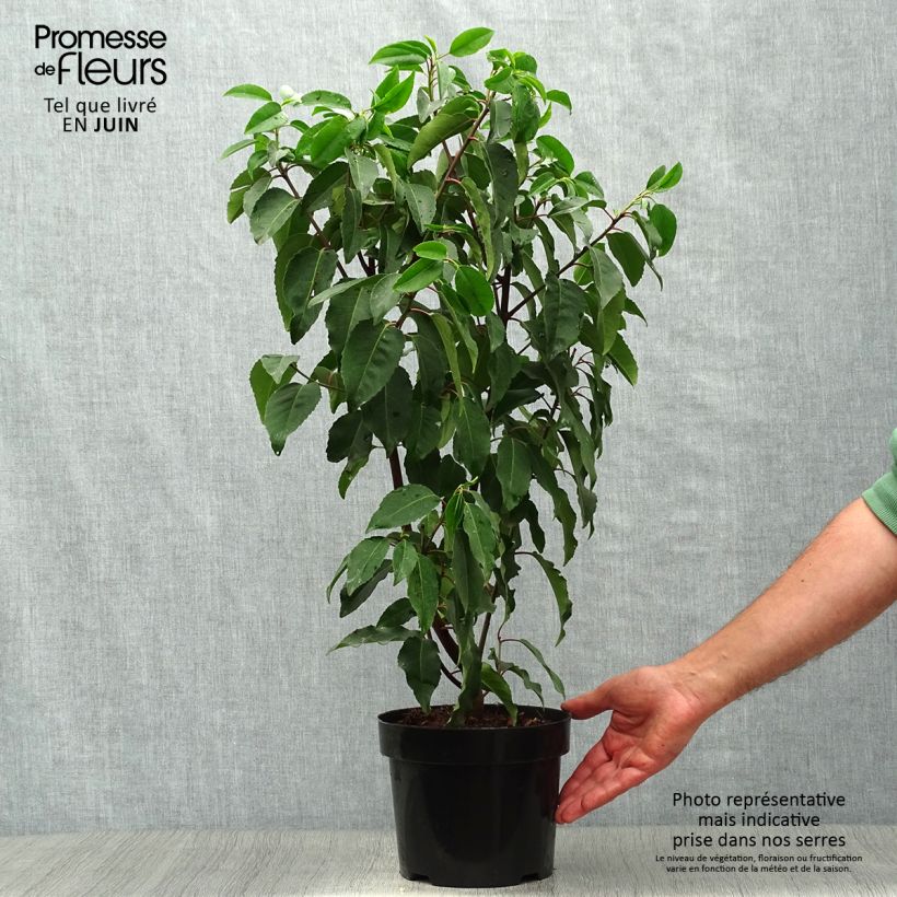 Esemplare di Prunus lusitanica Angustifolia - Lauro del Portogallo Vaso da 3L/4L consegnato in estate