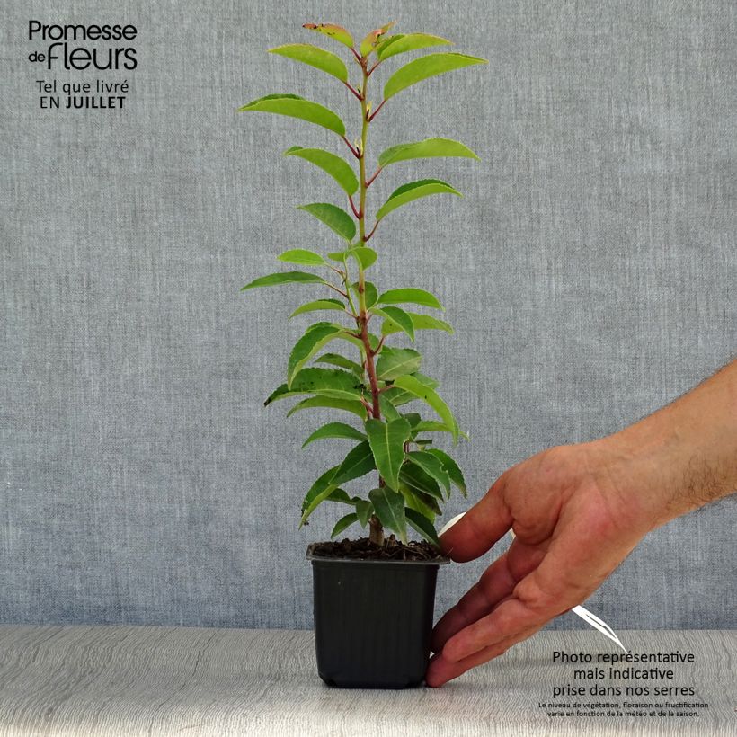 Esemplare di Prunus lusitanica Angustifolia - Lauro del Portogallo Vasetto da 8/9 cm consegnato in estate