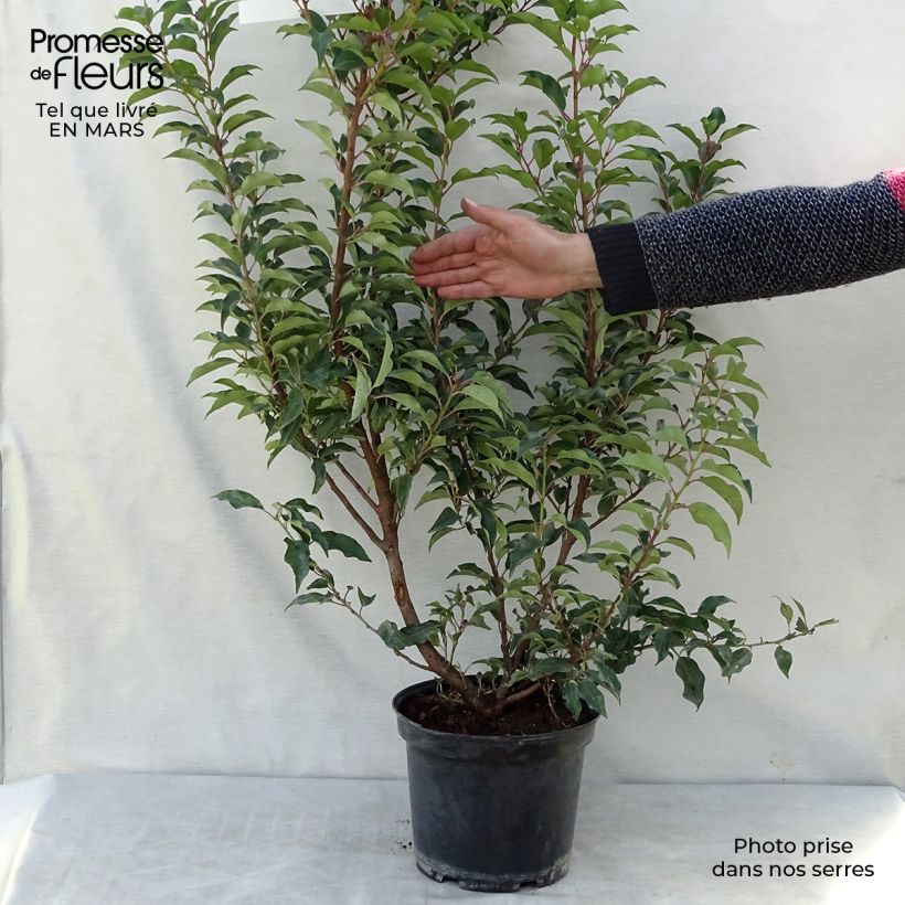 Prunus lusitanica Brenelia - Lauro del Portogallo Vaso da 7,5L/10L esemplare consegnato in primavera