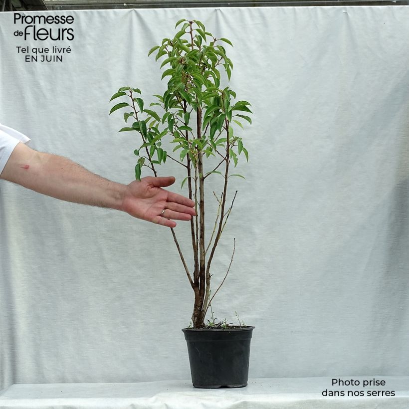 Esemplare di Prunus lusitanica - Lauro del Portogallo Vaso da 3L/4L consegnato in estate