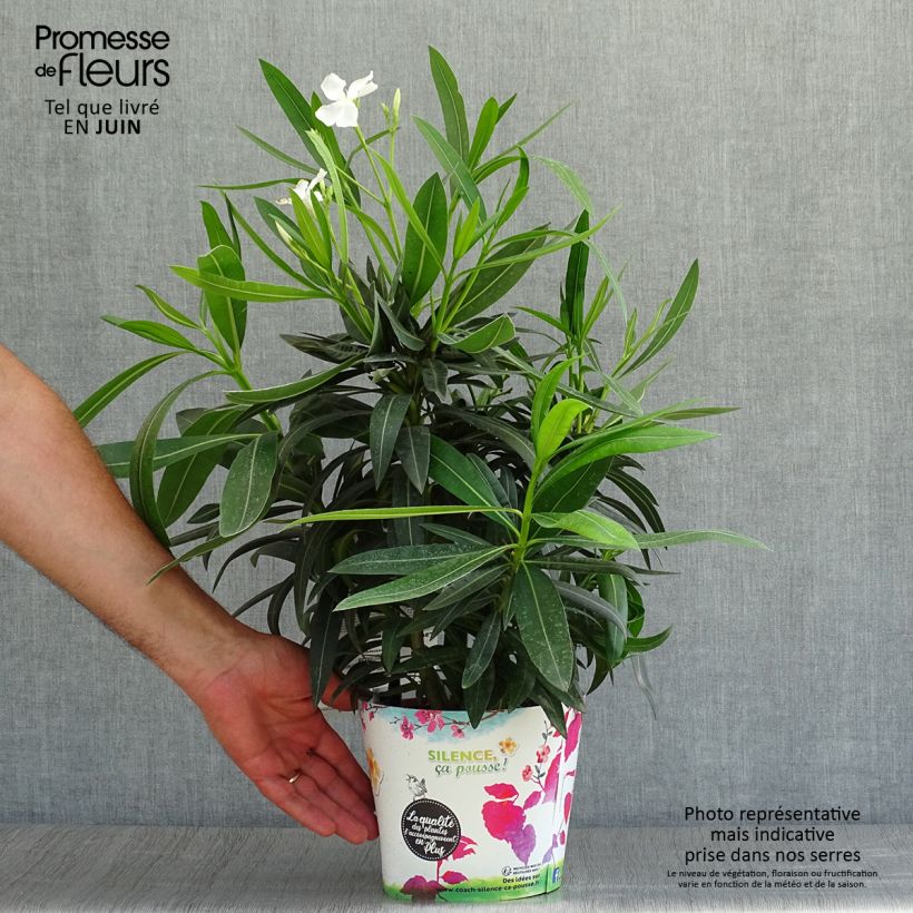Esemplare di Nerium oleander Alsace - Oleandro Vaso da 3L/4L consegnato in estate