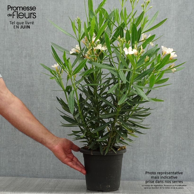 Esemplare di Nerium oleander Angiolo Pucci - Oleandro Vaso da 3L/4L consegnato in estate
