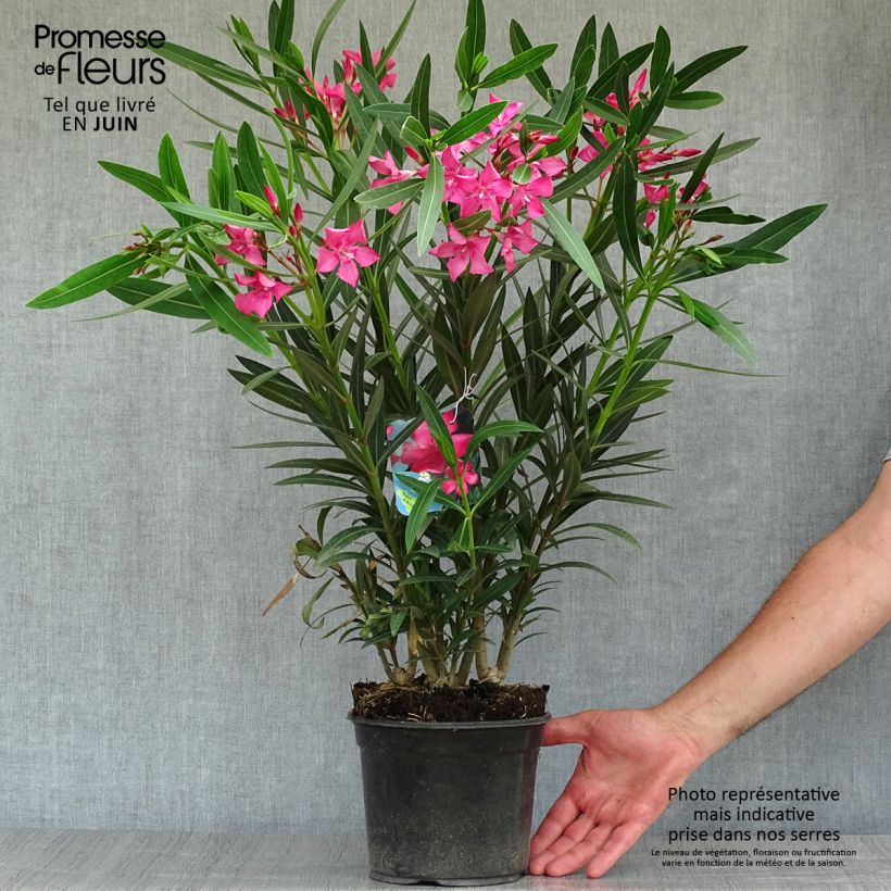 Esemplare di Nerium oleander Italia - Oleandro Vaso da 3L/4L consegnato in estate