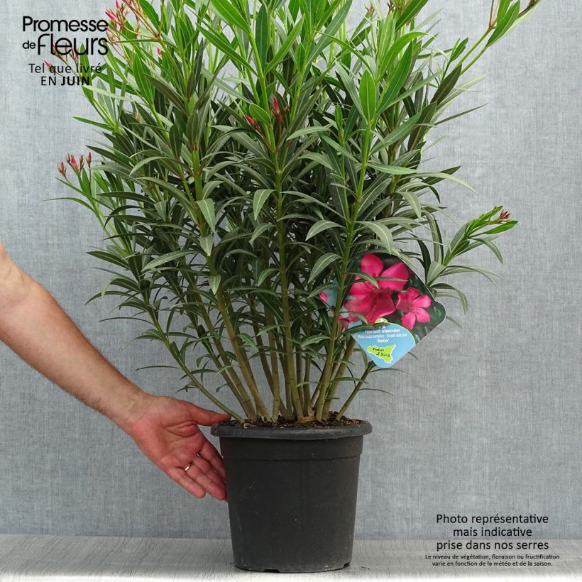 Esemplare di Nerium oleander Italia - Oleandro Vaso da 7,5L/10L consegnato in estate