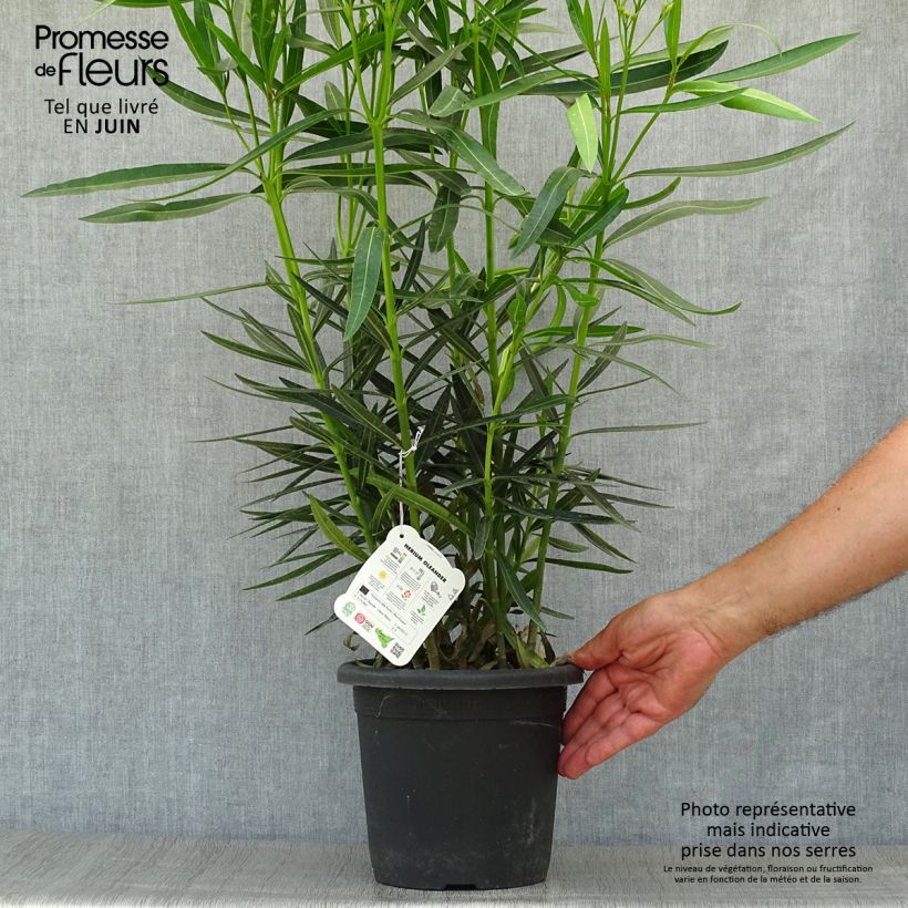 Esemplare di Nerium oleander Luteum Plenum - Oleandro Vaso da 3L/4L consegnato in estate