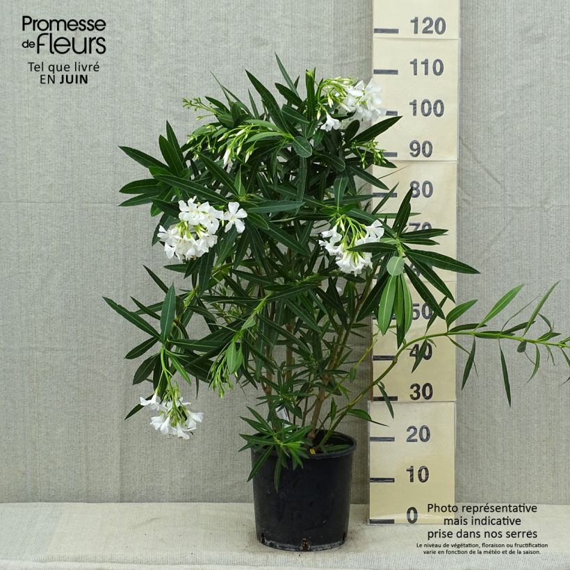 Esemplare di Nerium oleander White - Oleandro Vaso da 6L/7L consegnato in estate