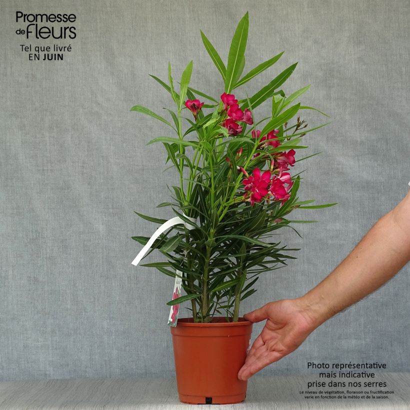 Esemplare di Nerium oleander Simple Red - Oleandro Vaso da 2L/3L consegnato in estate