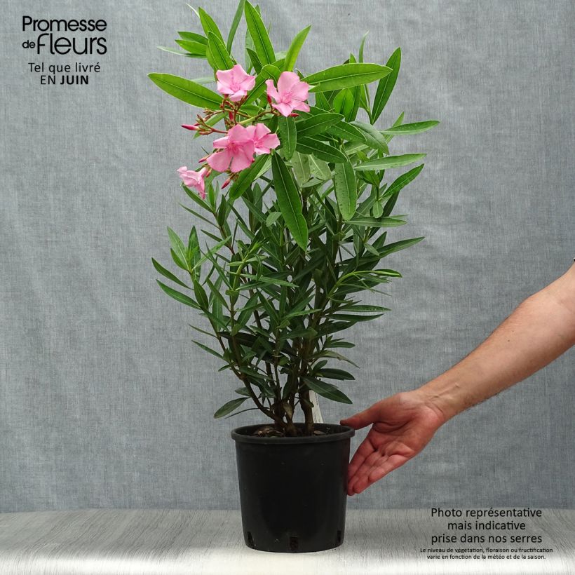 Esemplare di Nerium oleander - Oleandro Vaso da 2L/3L consegnato in estate