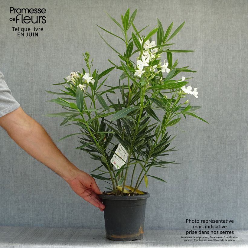 Esemplare di Nerium oleander Soeur Agnes - Oleandro Vaso da 3L/4L consegnato in estate