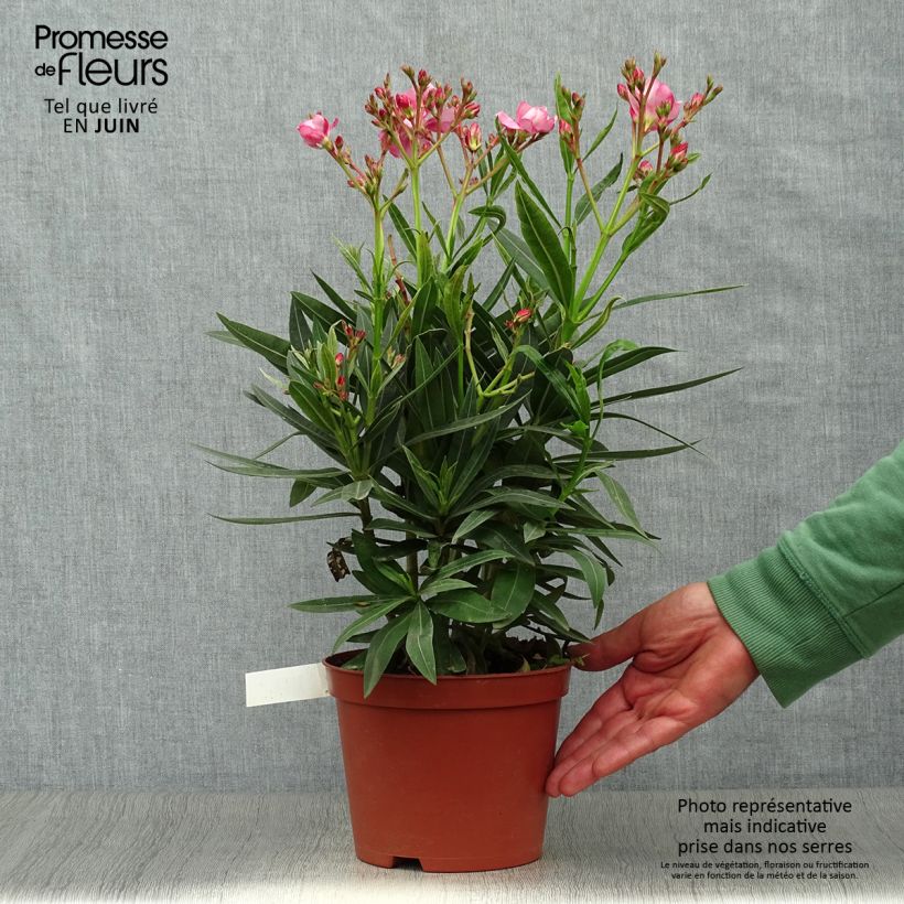 Esemplare di Nerium oleander Roseum Plenum - Oleandro Vaso da 2L/3L consegnato in estate