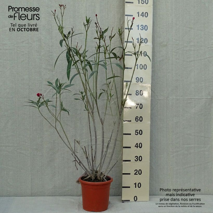 Esemplare di Nerium oleander Roseum Plenum - Oleandro Vaso da 7,5L/10L come consegnato in autunno