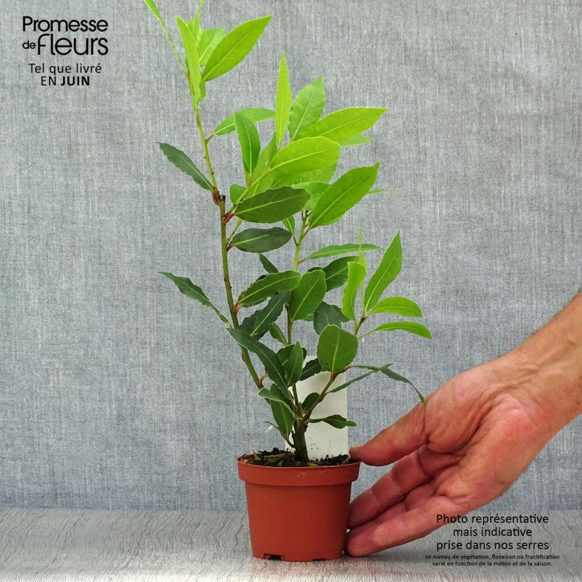 Esemplare di Laurus nobilis - Alloro Vaso da Ø 10 cm/11 cm consegnato in estate