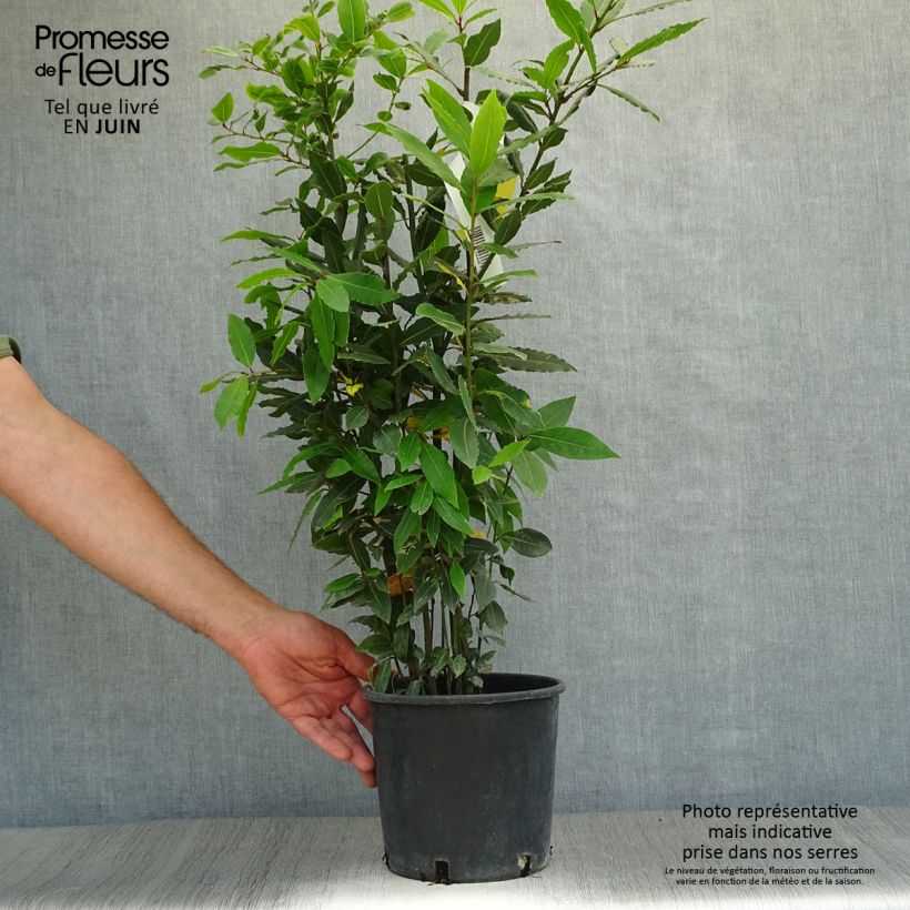 Esemplare di Laurus nobilis - Alloro Vaso da 2L/3L consegnato in estate