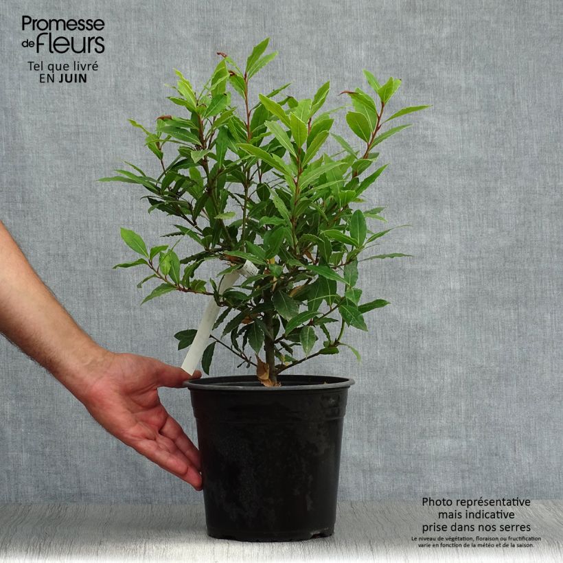 Esemplare di Laurus nobilis Little Ragu - Alloro Vaso da 4L/5L consegnato in estate