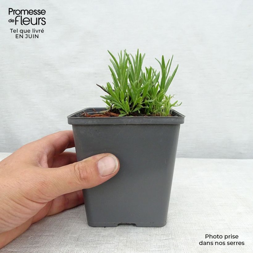 Esemplare di Lavandula angustifolia Arctic Snow - Lavanda vera Vasetto da 8/9 cm consegnato in estate