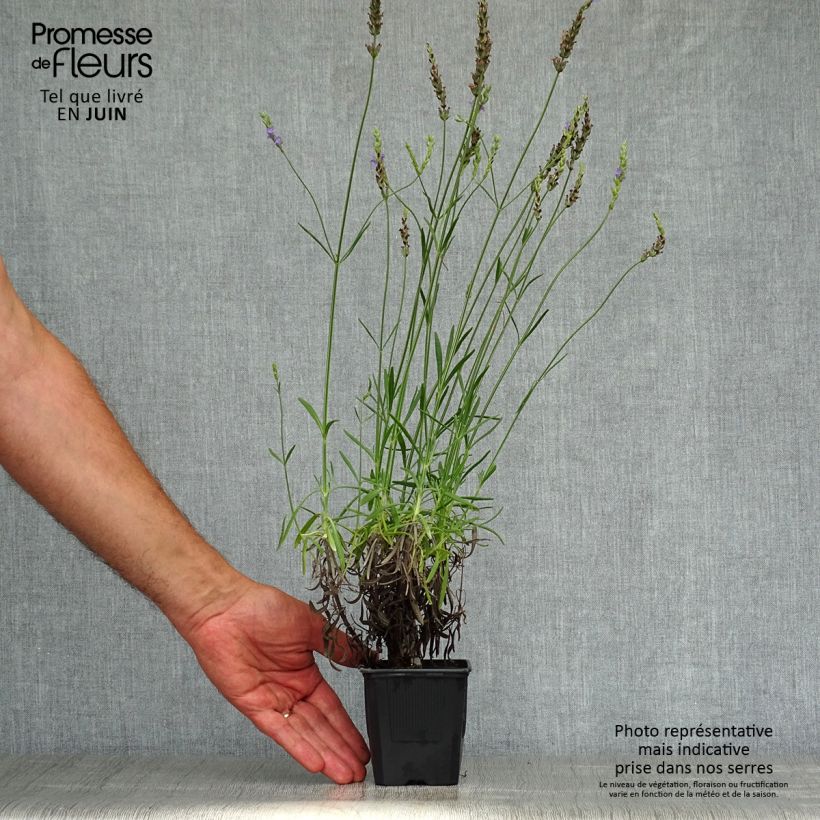 Esemplare di Lavandula intermedia Phenomenal 'Niko - Lavandino Vasetto da 8/9 cm consegnato in estate