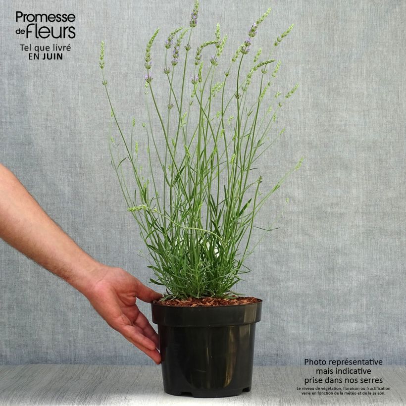 Esemplare di Lavandula intermedia Phenomenal 'Niko - Lavandino Vaso da 2L/3L consegnato in estate