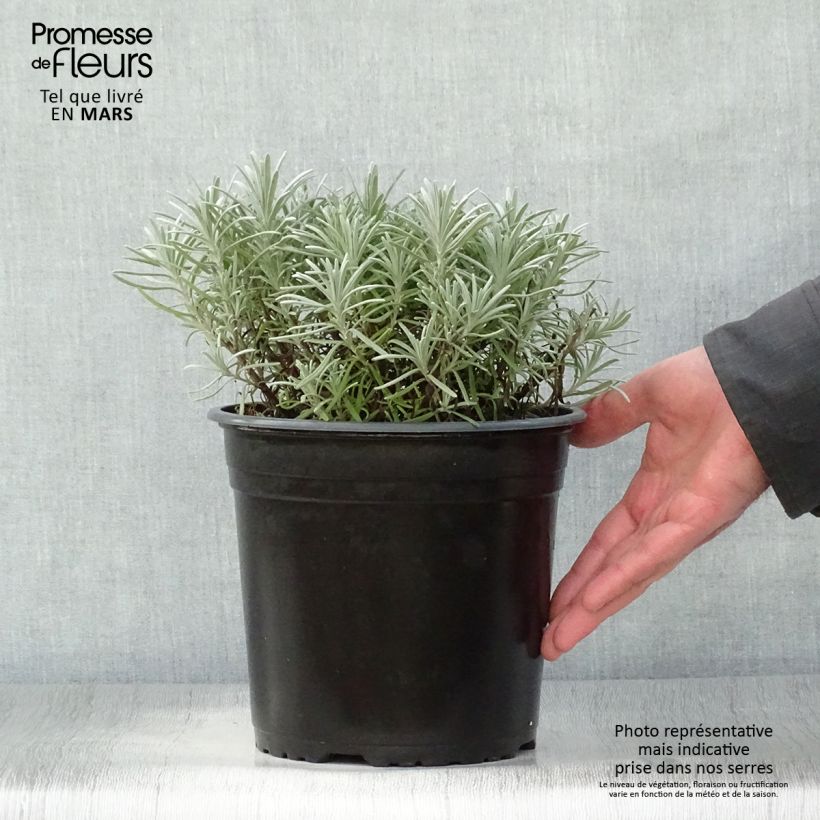 Lavandula intermedia Phenomenal 'Niko - Lavandino Vaso da 4L/5L esemplare consegnato in primavera