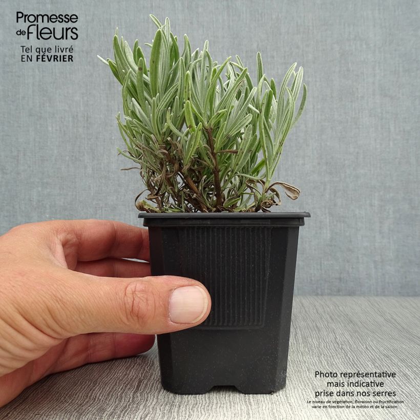 Esemplare di Lavandula intermedia Platinum Blonde - Lavandino Vasetto da 8/9 cm come consegnato in autunno