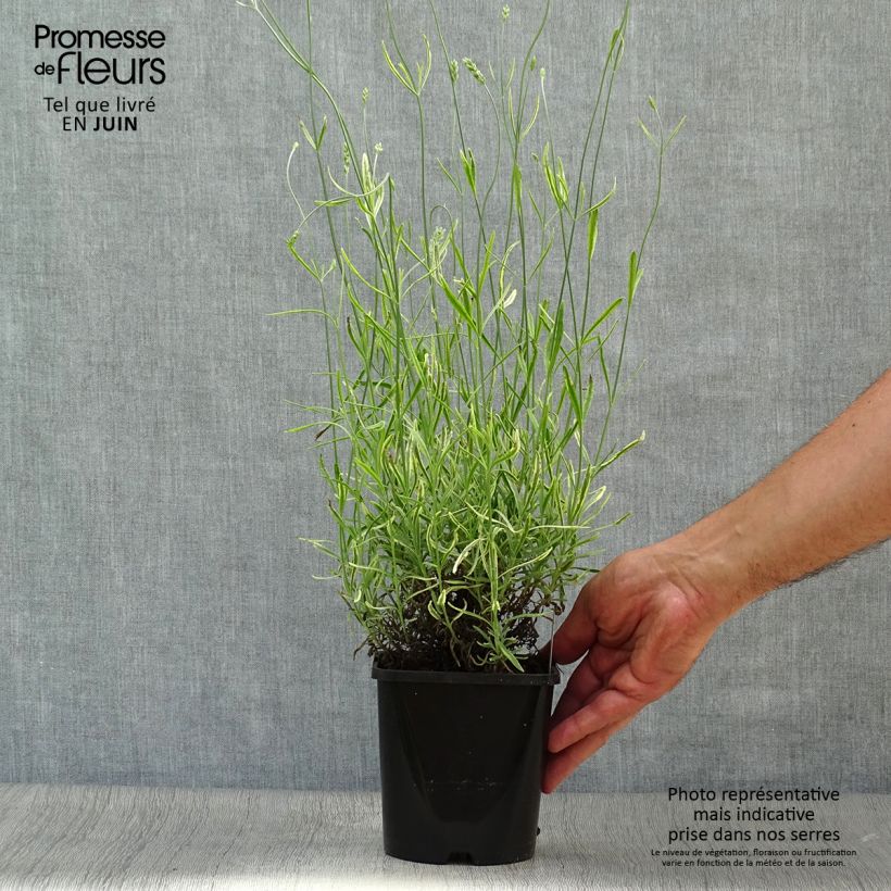 Esemplare di Lavandula intermedia Platinum Blonde - Lavandino Vaso da 1,5L/2L consegnato in estate