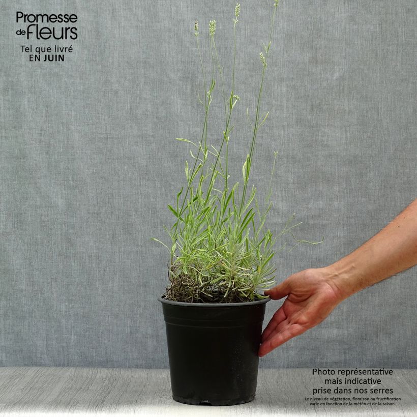 Esemplare di Lavandula intermedia Platinum Blonde - Lavandino Vaso da 4L/5L consegnato in estate
