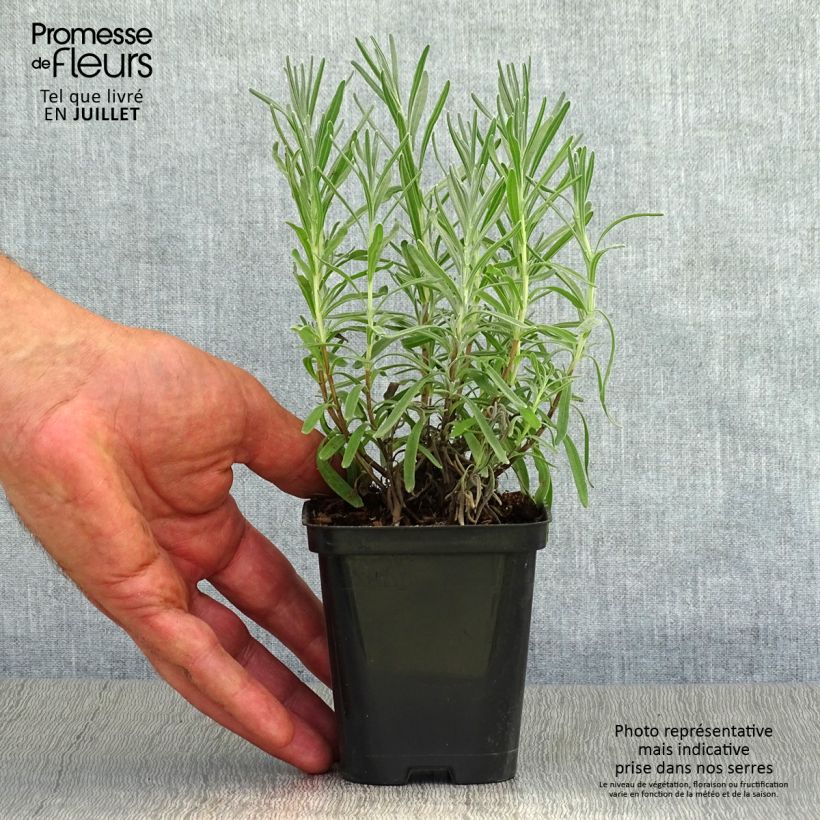 Esemplare di Lavandula Richard Gray - Lavanda Vasetto da 8/9 cm consegnato in estate
