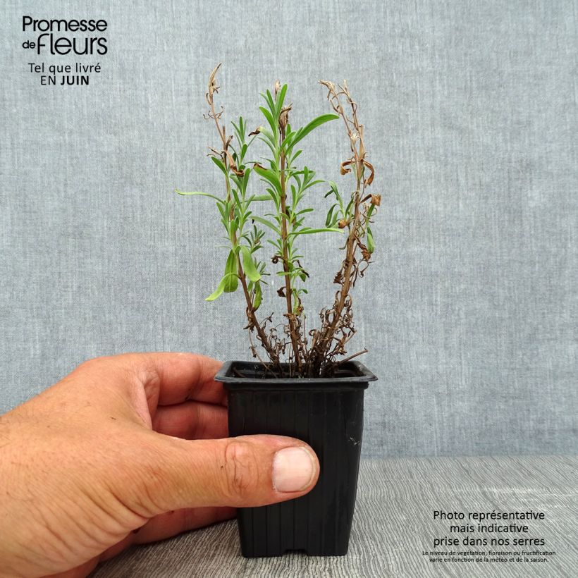 Esemplare di Lavandula officinalis - Lavanda Vasetto da 7/8 cm consegnato in estate
