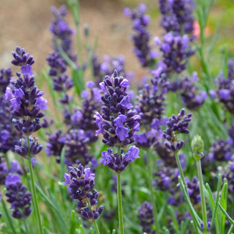 Lavandula officinalis - Lavanda (Fioritura)