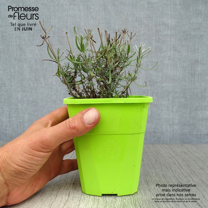 Esemplare di Lavandula angustifolia Bleu de Gien - Lavanda vera Vaso da 1L/1,5L consegnato in estate