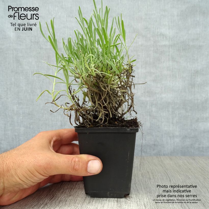 Esemplare di Lavandula angustifolia Munstead - Lavanda vera Vasetto da 8/9 cm consegnato in estate