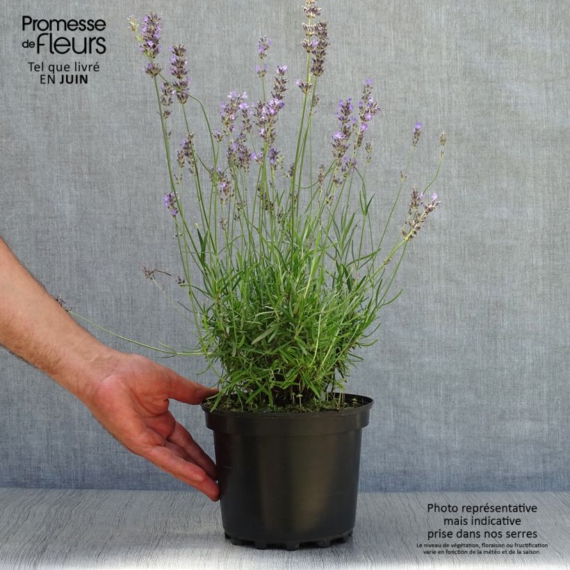 Esemplare di Lavandula angustifolia Munstead - Lavanda vera Vaso da 2L/3L consegnato in estate