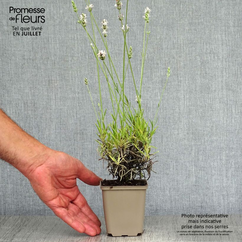 Esemplare di Lavandula angustifolia Silbermöwe - Lavanda vera Vasetto da 8/9 cm consegnato in estate