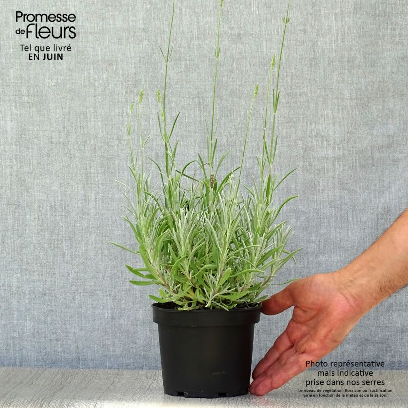 Esemplare di Lavandula latifolia - Lavanda Vaso da 1,5L/2L consegnato in estate