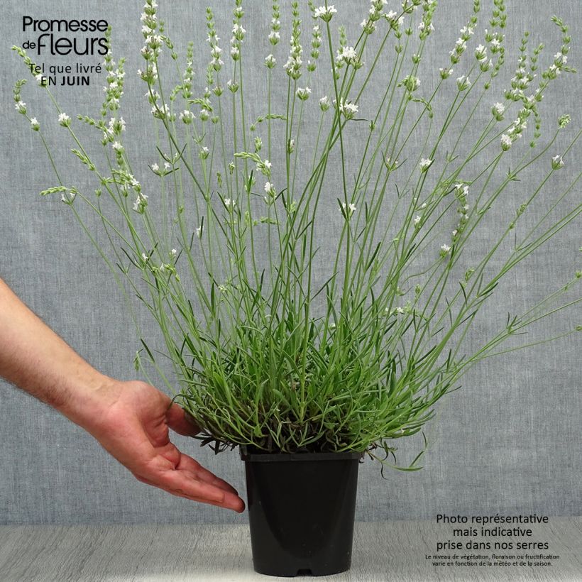 Esemplare di Lavandula intermedia Edelweiss - Lavandino Vaso da 1,5L/2L consegnato in estate