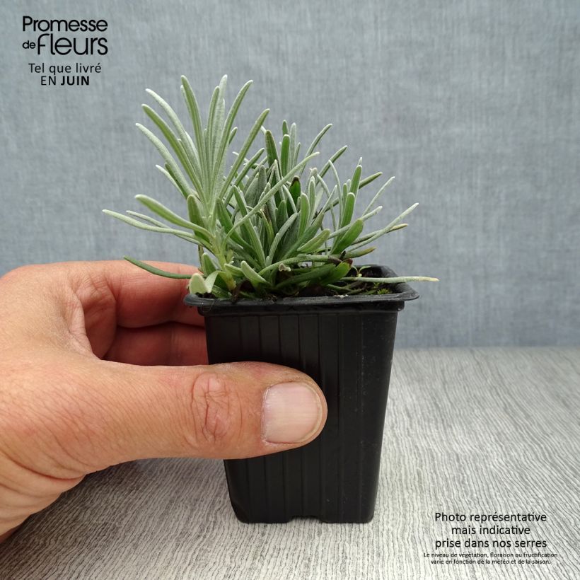 Esemplare di Lavandula intermedia Grosso - Lavandino Vasetto da 7/8 cm consegnato in estate