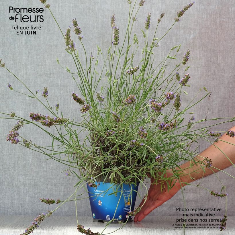 Esemplare di Lavandula intermedia Grosso - Lavandino Vaso da 2L/3L consegnato in estate