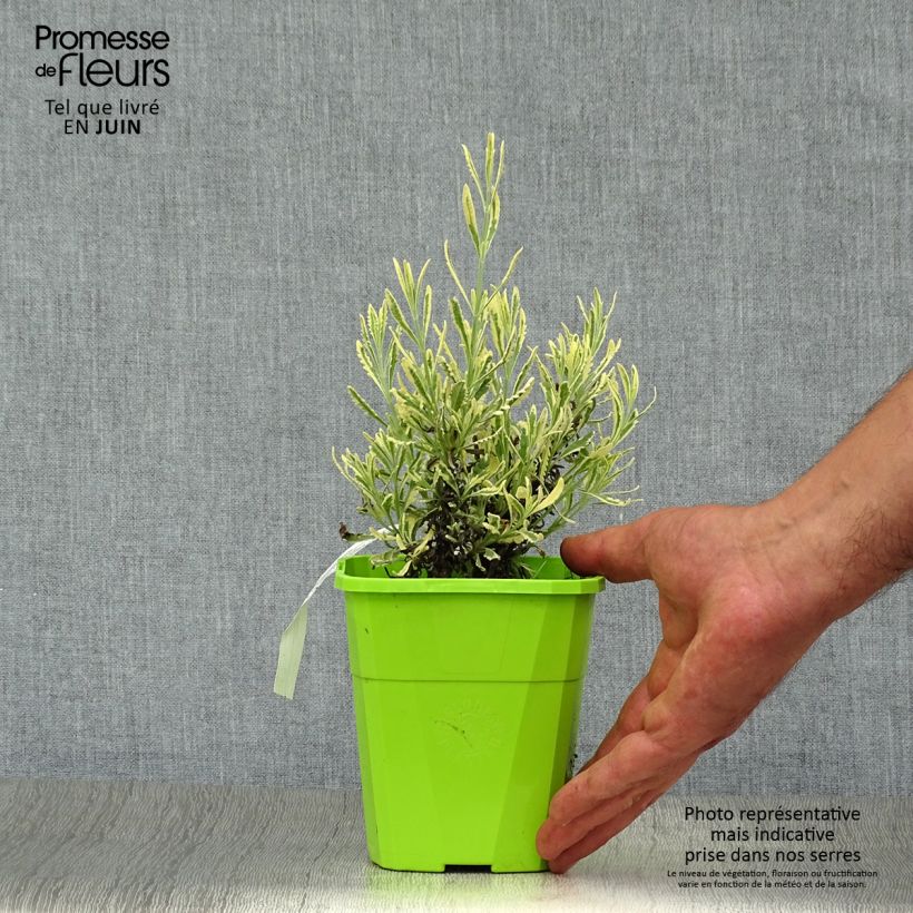 Esemplare di Lavandula Meerlo - Lavanda Vaso da 1,5L/2L consegnato in estate
