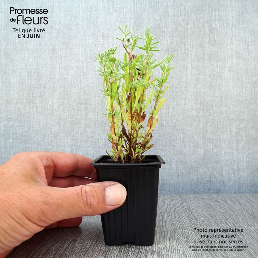 Esemplare di Lavandula stoechas Vasetto da 7/8 cm consegnato in estate