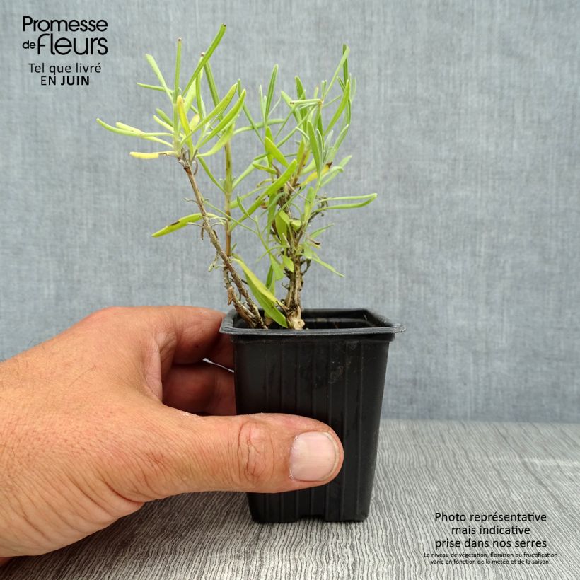 Esemplare di Lavandula angustifolia Alba - Lavanda vera Vasetto da 7/8 cm consegnato in estate